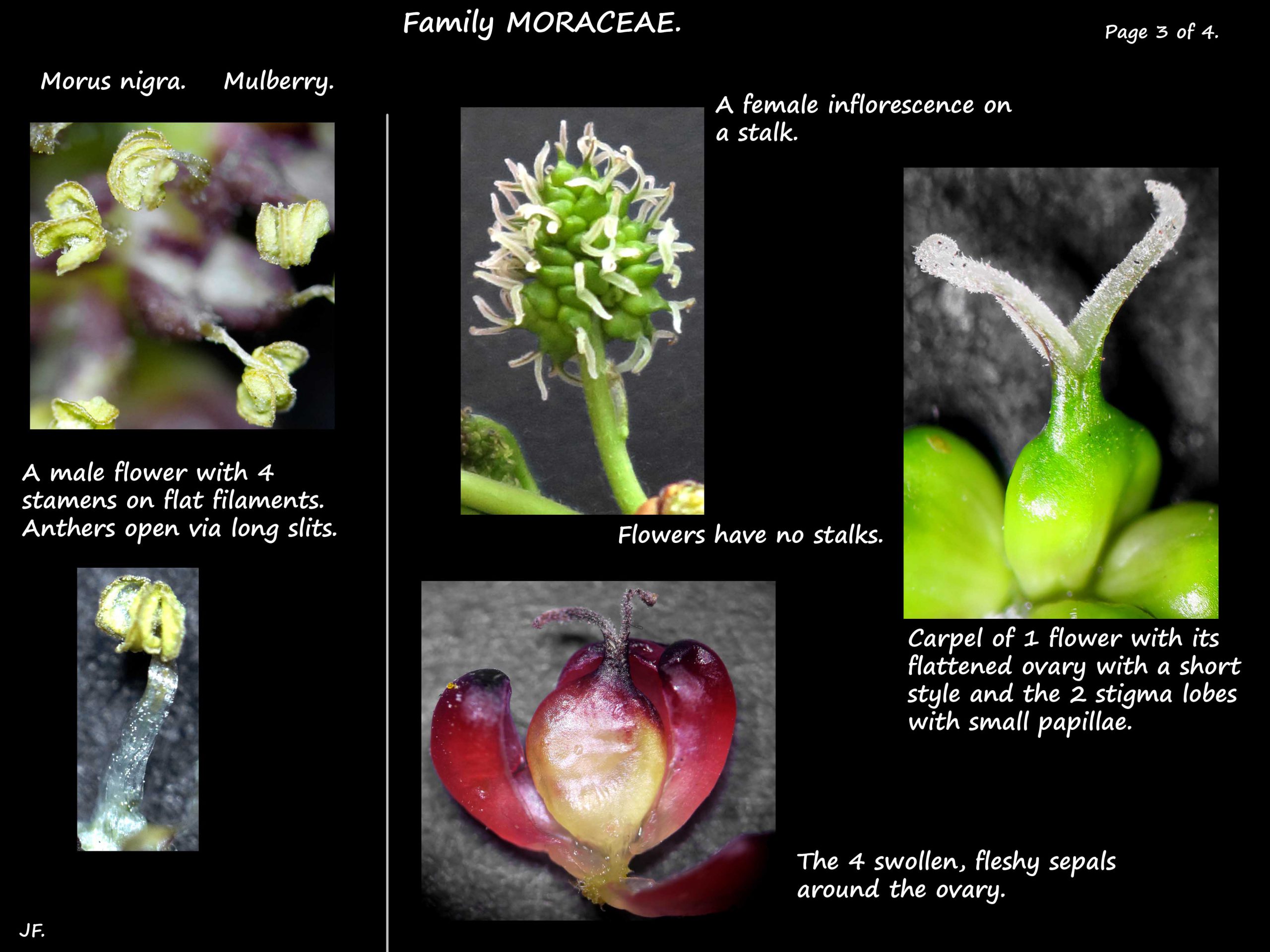 3 Male & female Morus nigra flowers